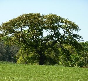 Université Permanente : La Vie des Arbres 82 Arbre